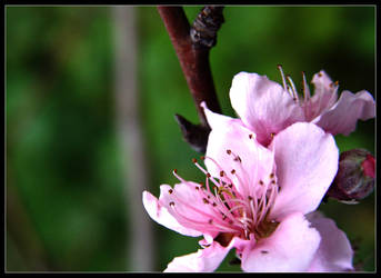 PeAcH BlOsSoM...