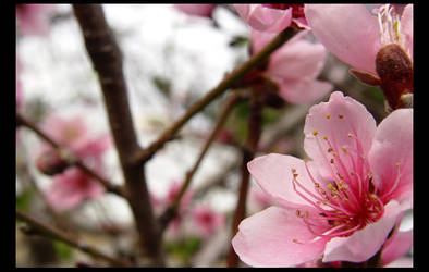 PeAcH BlOsSoM...3