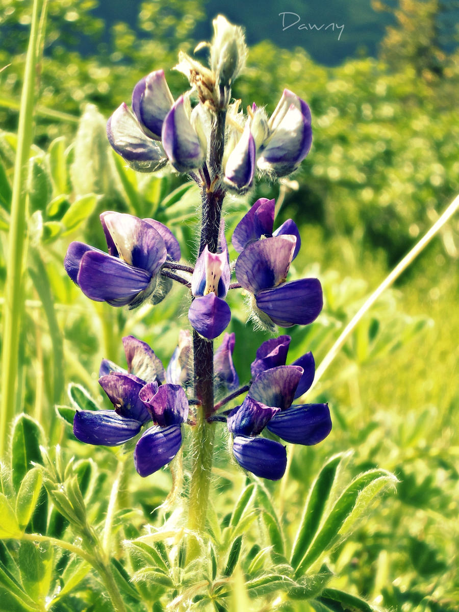 .lUPINe.