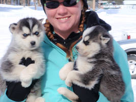 Husky puppys