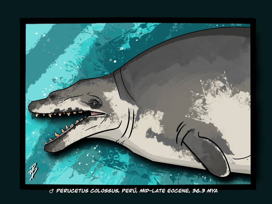 Perucetus Perucetus colossus (Head Profile) by Astrapionte on DeviantArt
