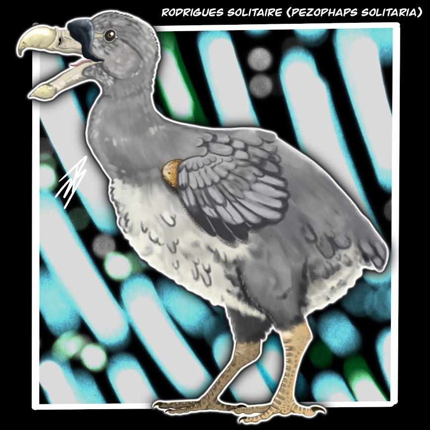 Rodrigues Solitaire by Astrapionte on DeviantArt