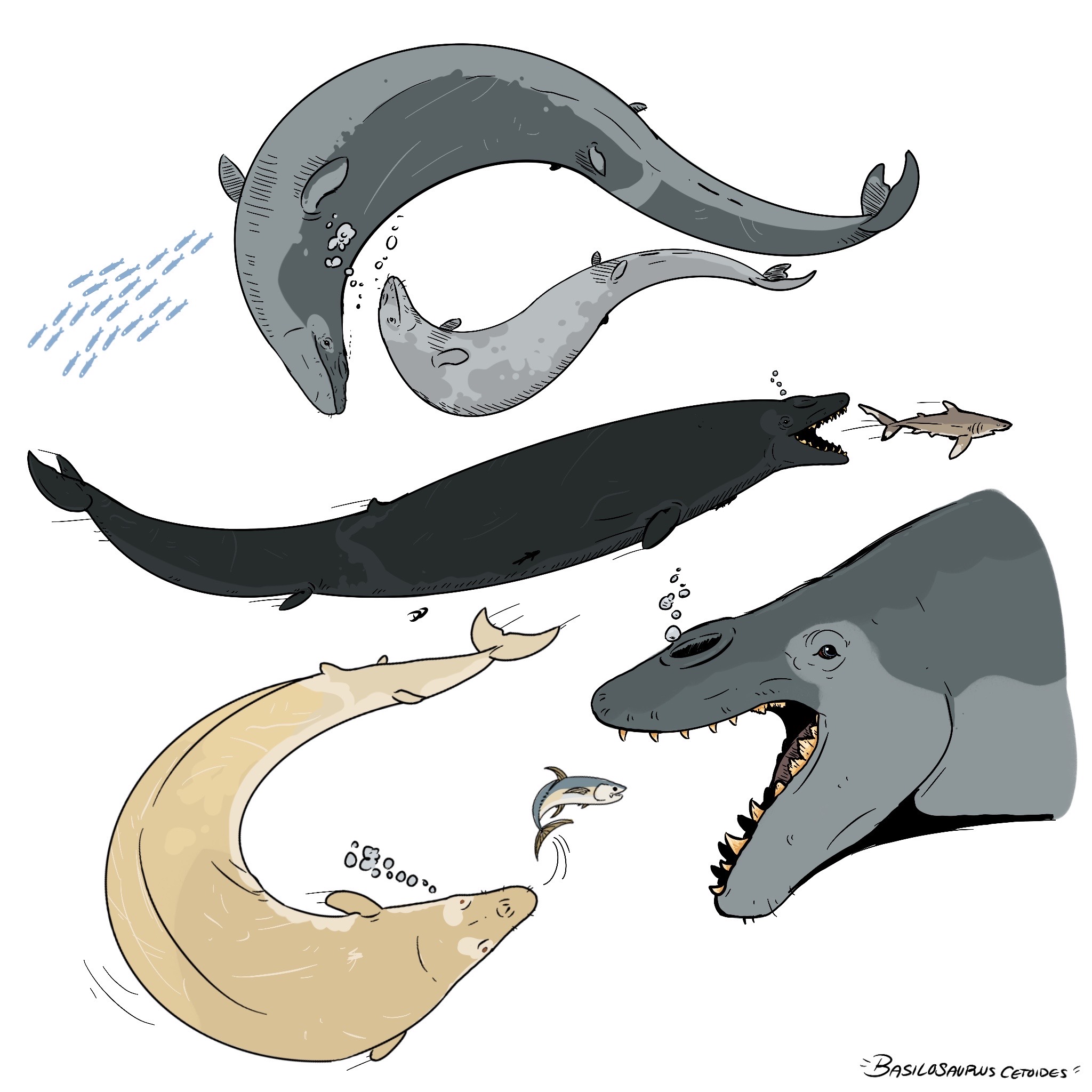 Minecraft Basilosaurus Basilosaurus cetoides ii by Astrapionte on DeviantArt