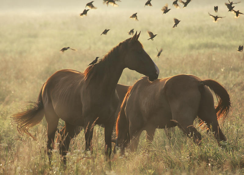 horses_by_hofhauser_d25zgjp-fullview.jpg