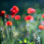 Poppies