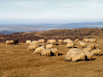 More Sheep