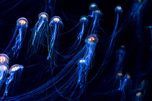 Jellyfish