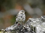 ...pipit in ireland by IrishLordofKerry