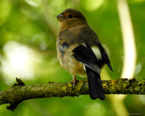 unknown finch...