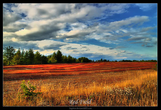 Red Field