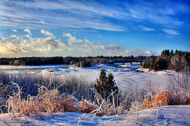 Frozen Morning