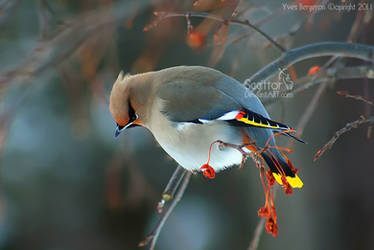 Bohemian Waxwing