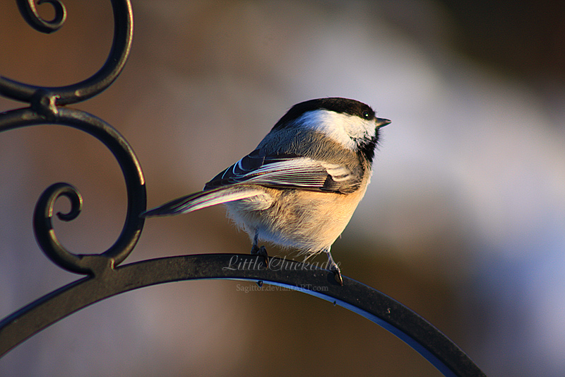 Little Chickadee