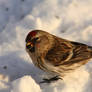 Common Redpoll