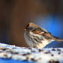 Puffy Redpoll