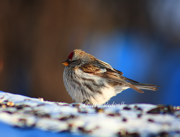 Puffy Redpoll