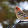 Pine Grosbeak II