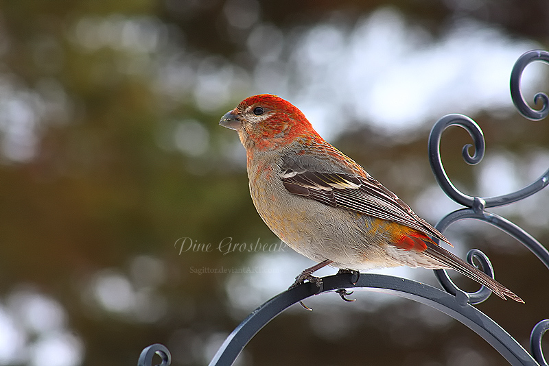 Pine Grosbeak II