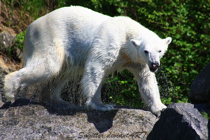 Wet Bear