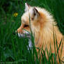 Sweety Fox