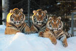 The Three Tigers by Sagittor