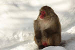 Snow Monkey by Sagittor