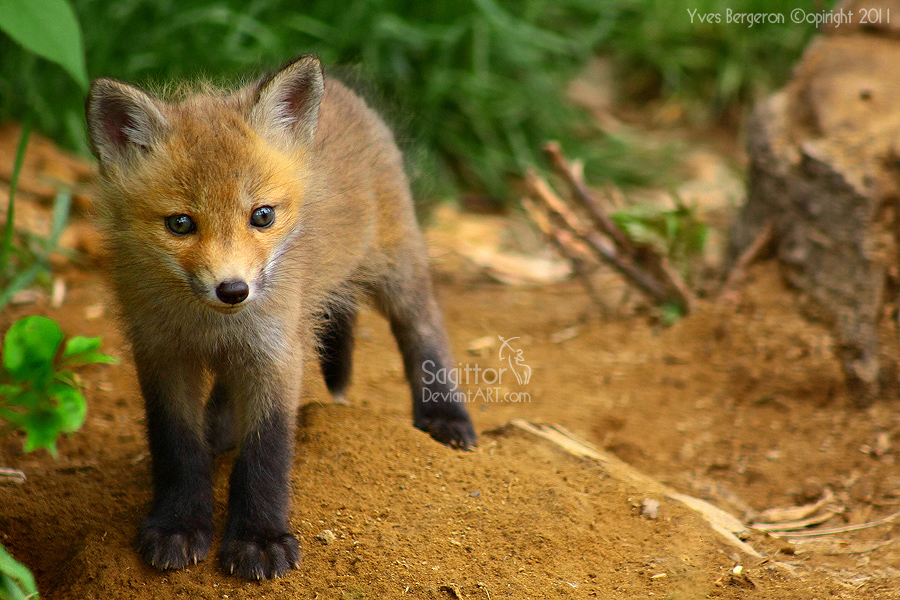 Baby Fox