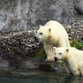 Two Baby Polar Bear