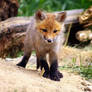 Baby Fox II