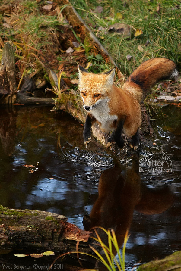 Flying Fox