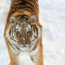 Snow Tiger II