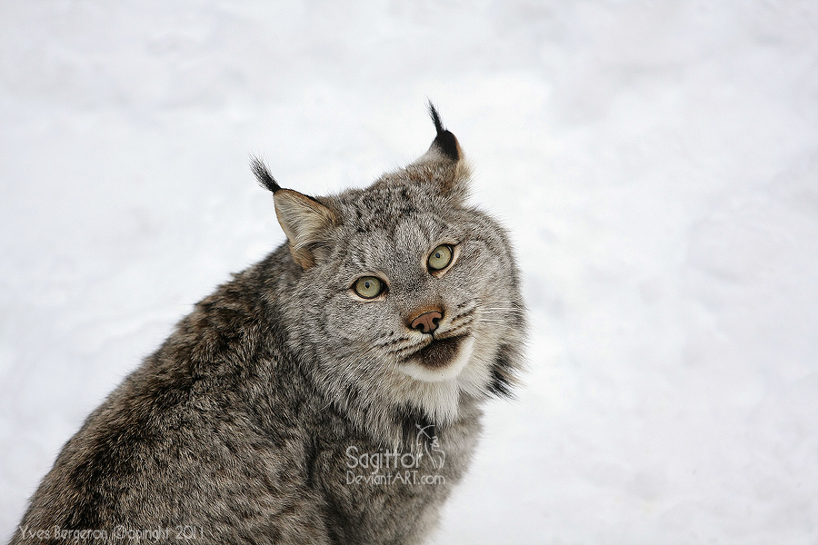 Canada Lynx