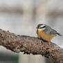 Nuthatch