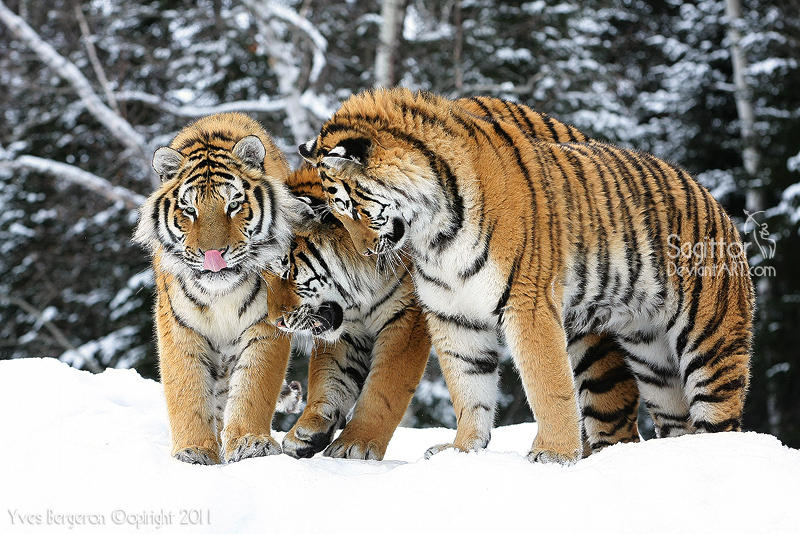The Three Tigers by Sagittor