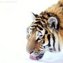 White Winter