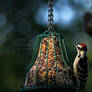 Woodpecker at Night