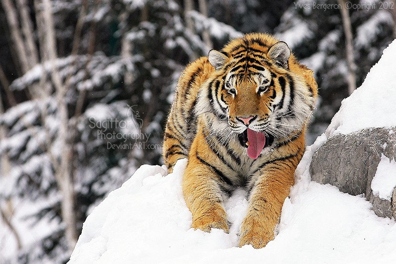 Snow Tiger II