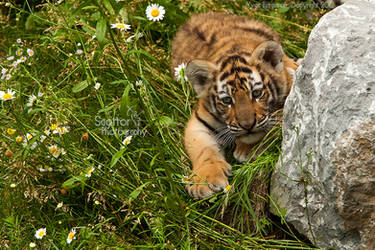 Baby Tiger