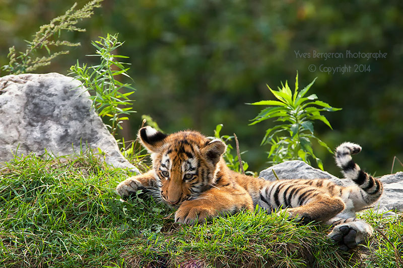 Baby Tiger II