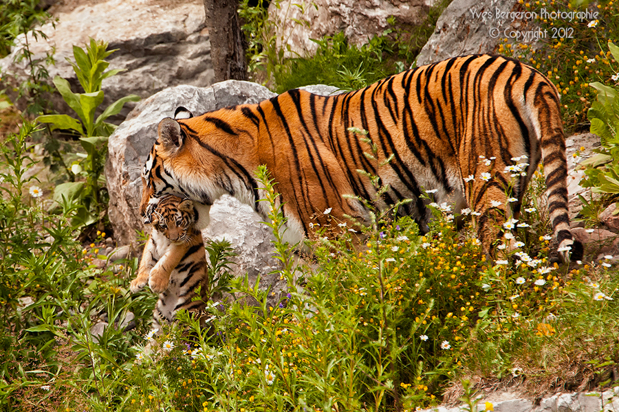 Mother and Cub