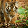 Baby Tiger III