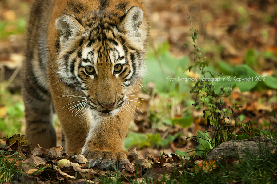 Baby Tiger III