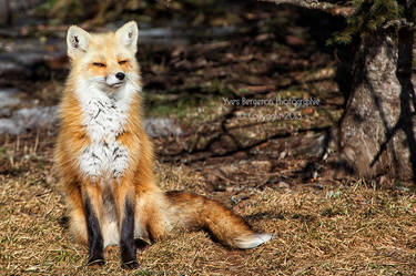 Lordly Fox