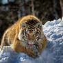 Thirsty Tigress