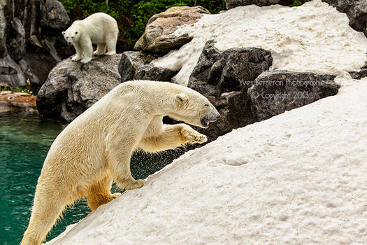 Happy Bears