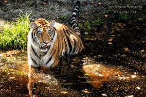 Tiger Pond