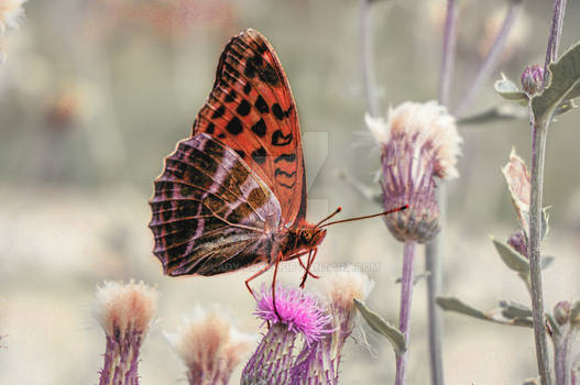 fritillary