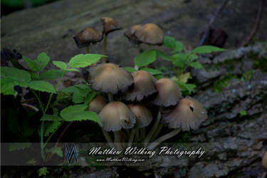 Powdered Shroom Family