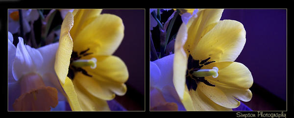 Double Vision by SimpsonPhoto1024 on DeviantArt