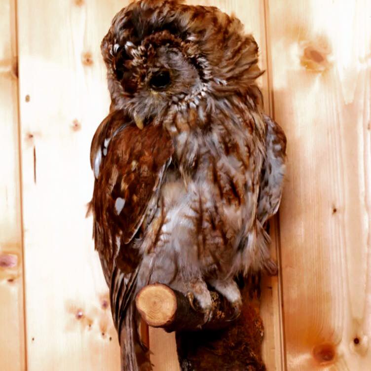 Tawny Owl